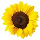 Huile  Premium  de tournesol